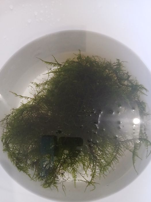 Мох яванский по 1500 тг