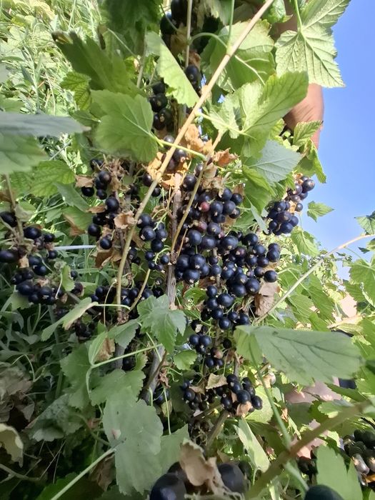 "Селеченская 2" қарақаты