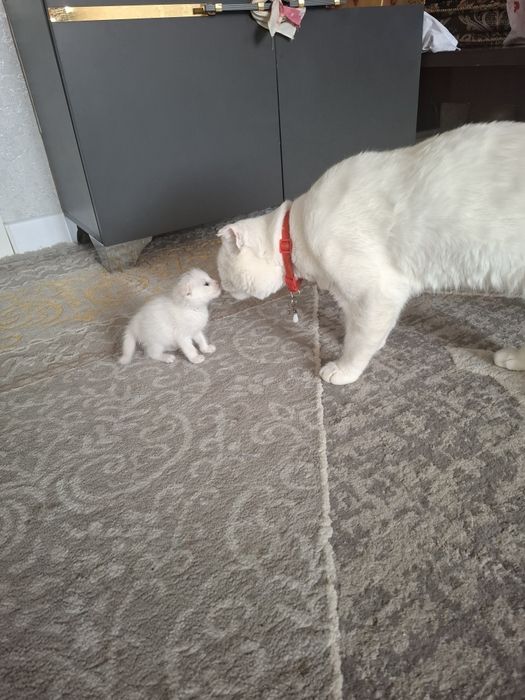 Кот мушук сотилади