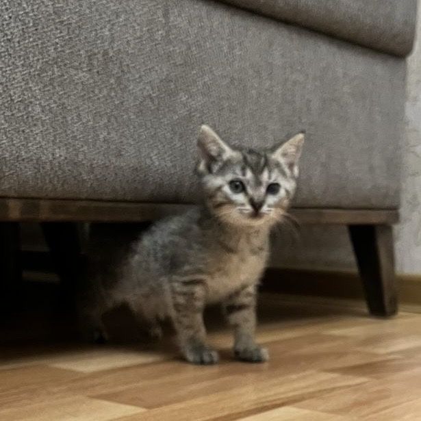 Котенок в добрые ответственные руки