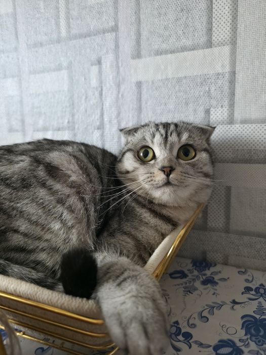 шотландские котята