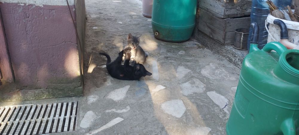 Подарявам Котета малки бебешоци