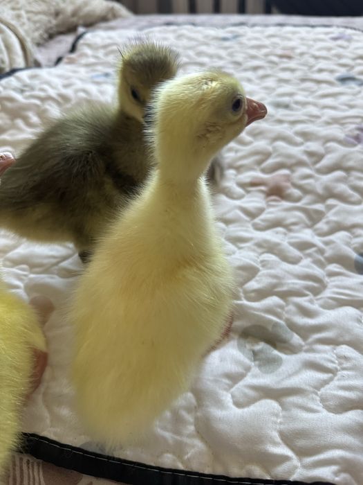 Продам гусят домашних.