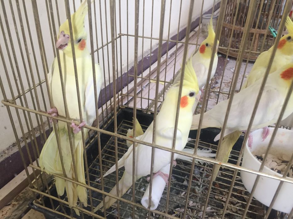 Каркла ручной ва паралар