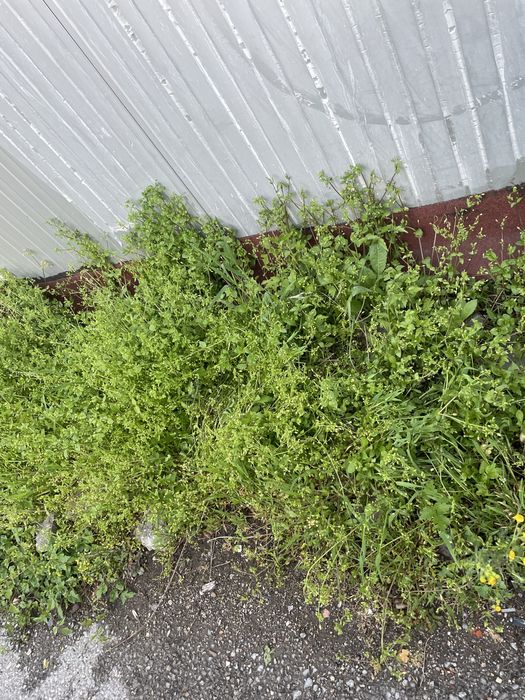 Треваааааааааааа