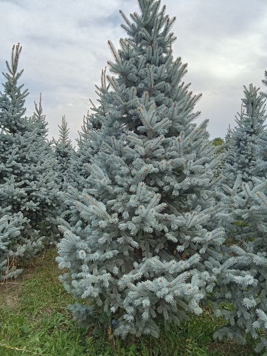 Голубые ёлки крупномеры