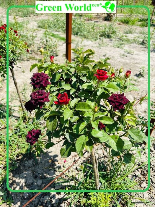 Shtamp atirguli- ko’zingizni quvontiradi.