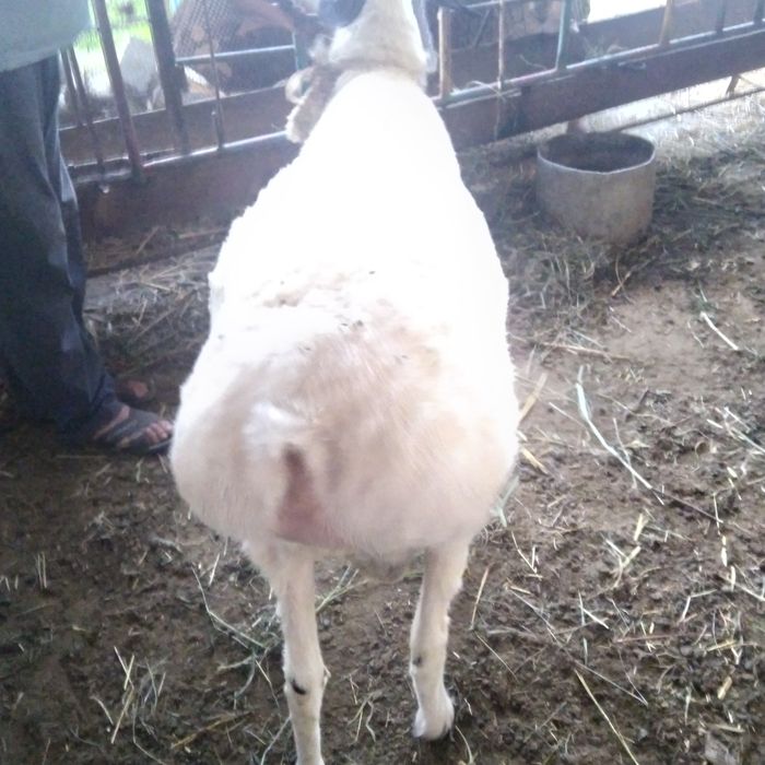 Qo'chqor sotilade yeb ichishe yaxshe tayor bo'gan  keleshtereb beraman