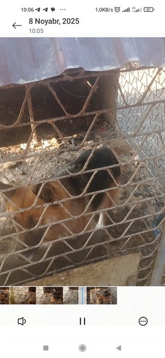 Nemis apcharkasi bosni bolasi