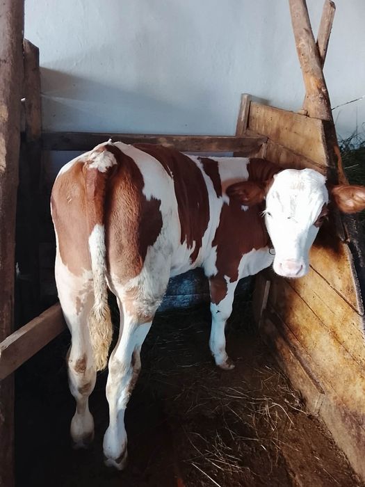 Vițel de vânzare
