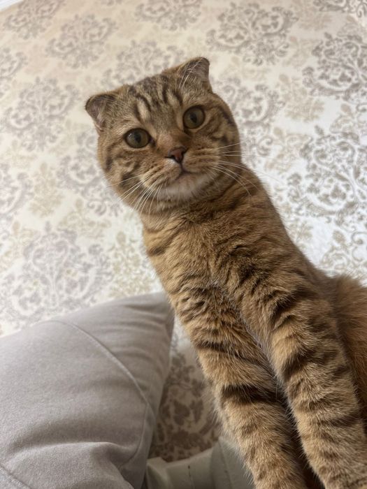 Отдам кота дором