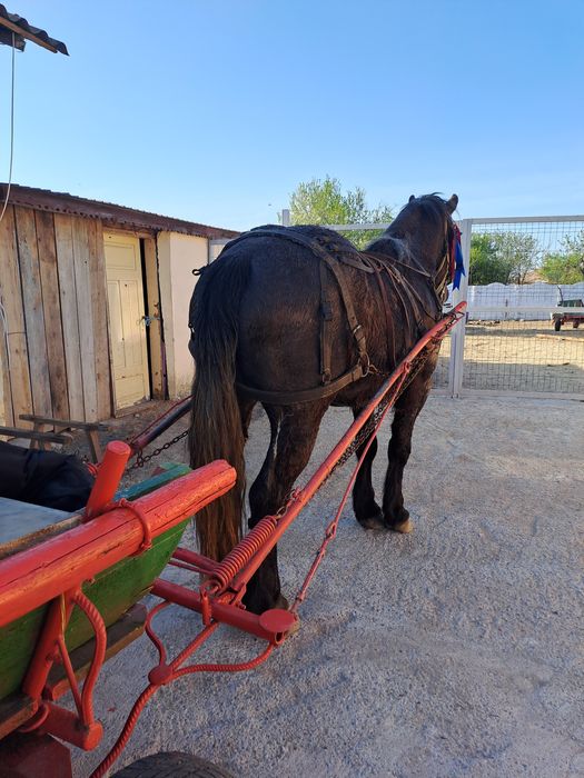 Vând cal de 3 ani castrat talie mare