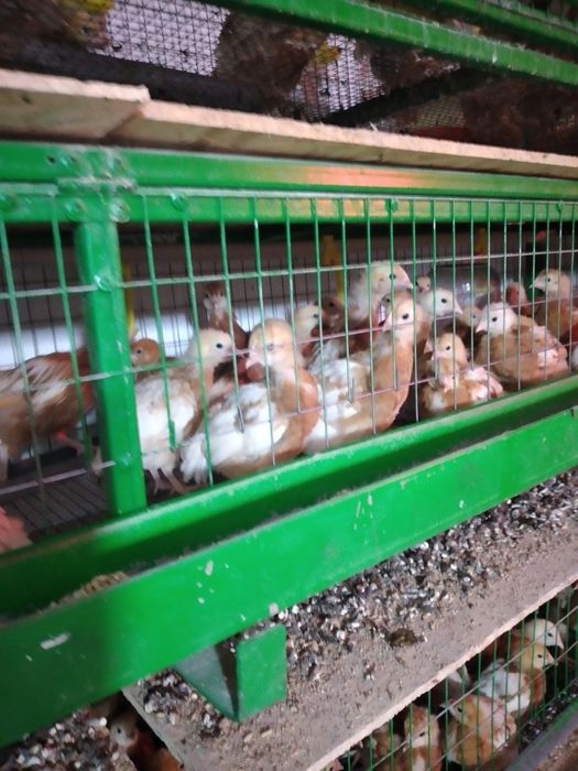 Несушка Балапан Ломан Браун