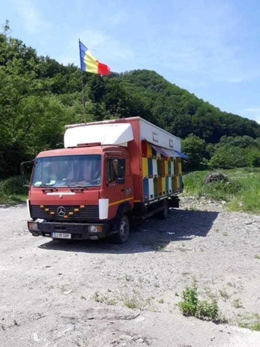 Camion apicol stupii