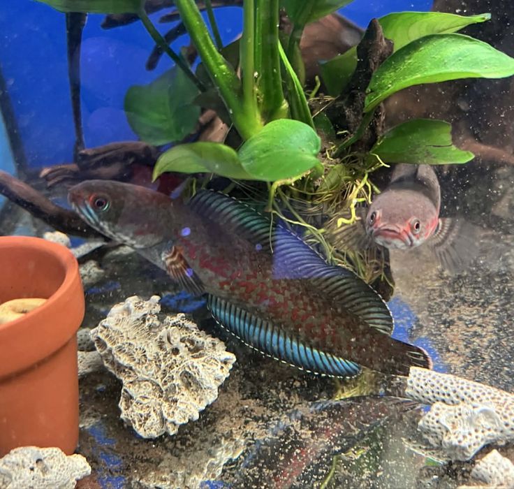 Дискуси и Channa