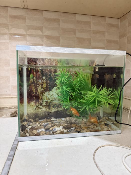 Аквариум с рыбками