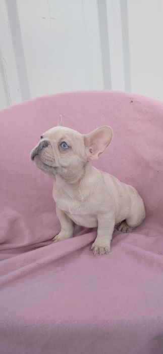 Mascul bulldog francez crem merle ochi husky