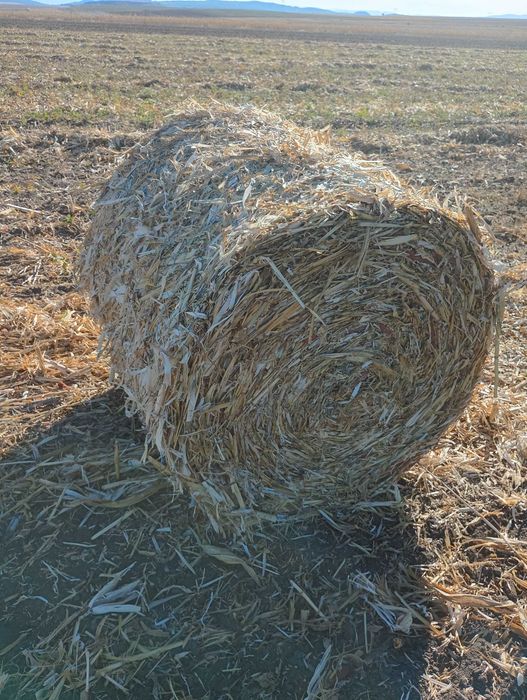 Baloți tocătură porumb