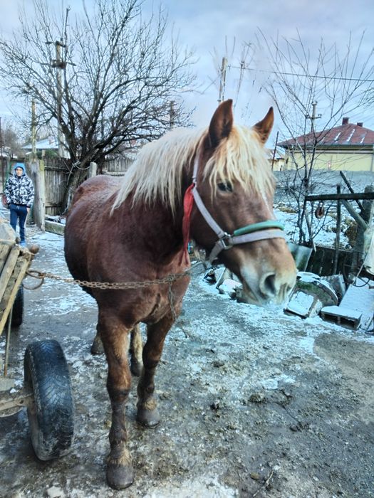 Vând cîlan semi greu