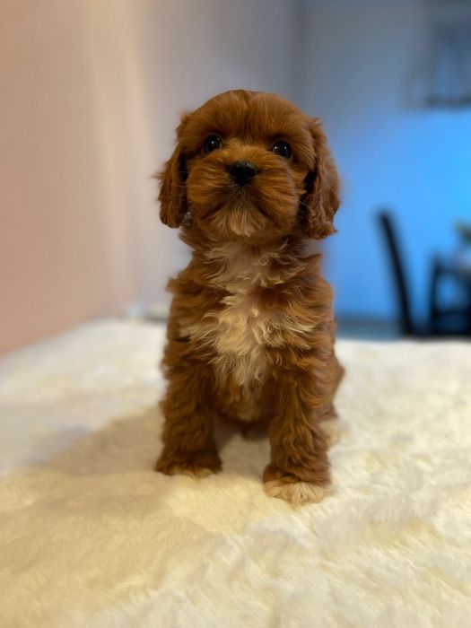 Băiețel cavapoo/pudel/maltipoo red toy