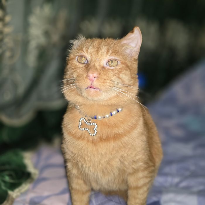 Санни красивый кот