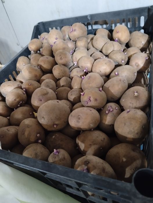 Семенной картофель.