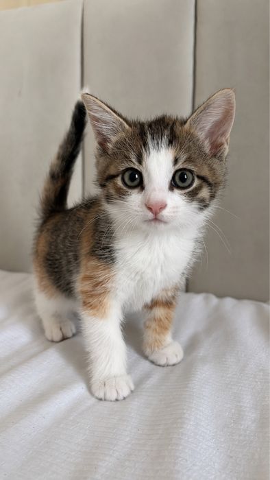 Котята 1,5 месяцев