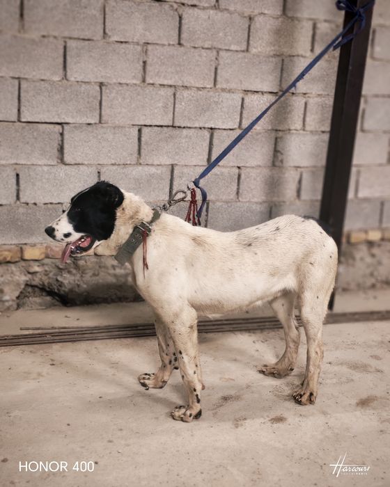 Тобет сатылады молодая