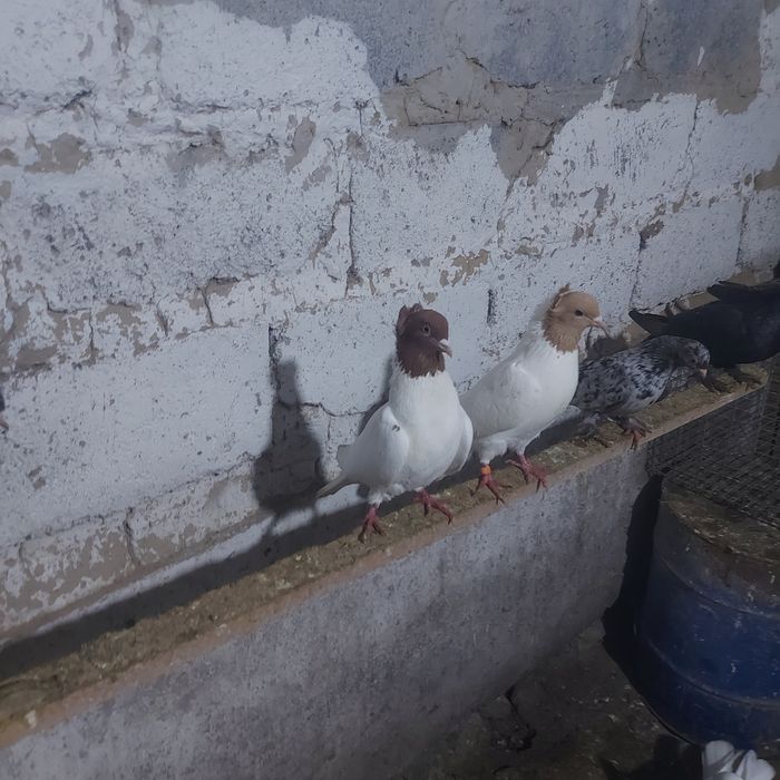 Сарыбас Кызылбас чубати пара