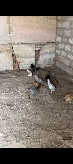 Тауык балапан сатылады