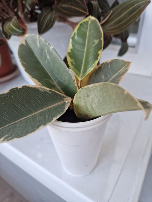 Продам цветы комнатные