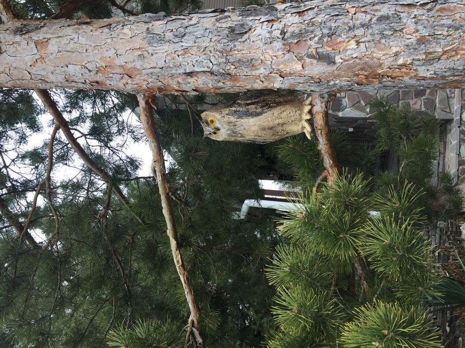 Дача в аренду, на день