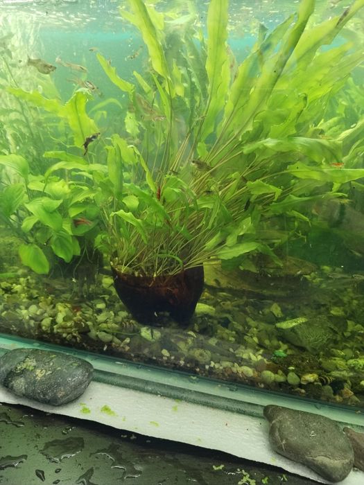 Роголистник аквариумное растения
