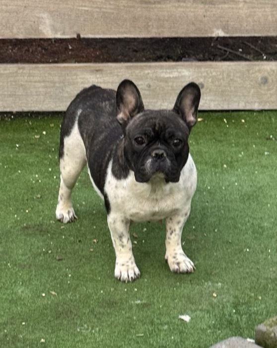 Femela buldog francez