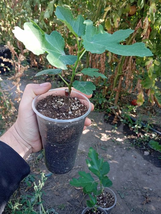 Butasi de smochin inradacinati 3buc (Galben Romanesc)