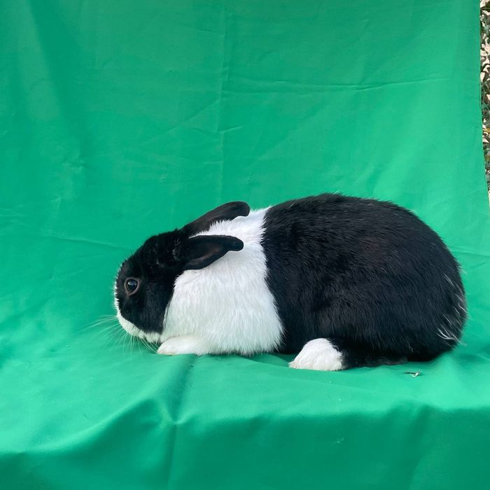 Golland Panda zotli quyon sotiladi