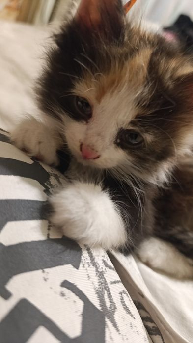 ласковый котёнок