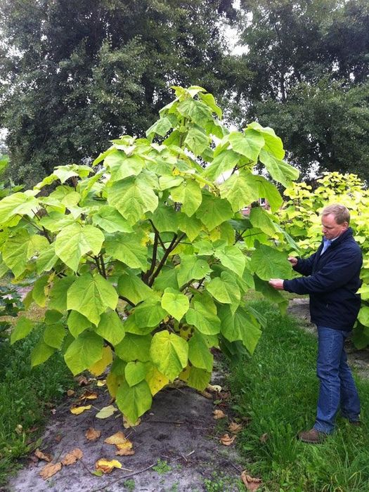 Butasi Paulownia- arborele prințesei- Shantong sau tomentosa