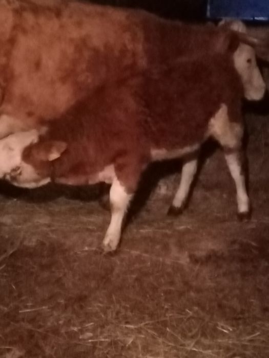 Vînd vițea bălțată de 5 lui