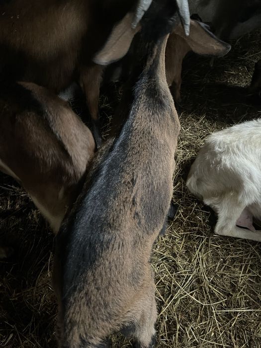 Iezi de vanzare foarte frumosi si grasi