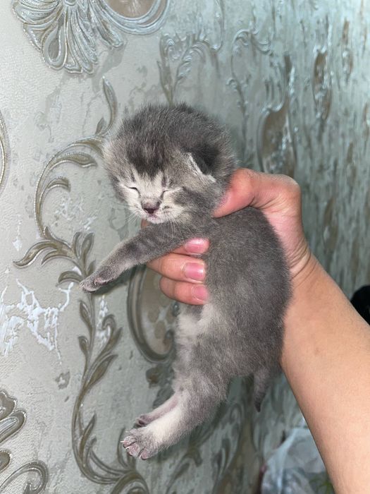 mushu bolalari 1oyli boldi onasi skotsh fold