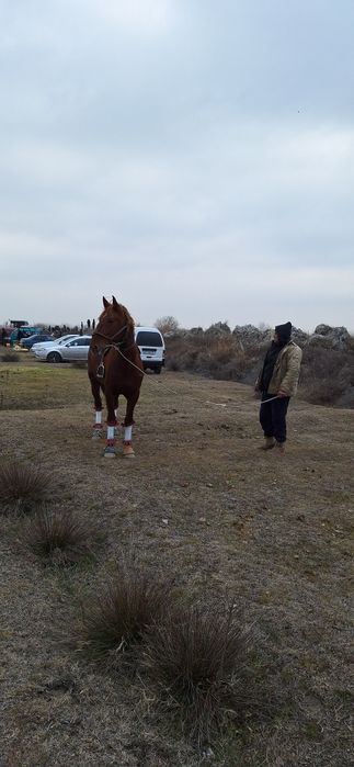 QORABAYR Qirg'izistondan kelgan