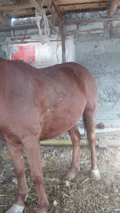 Бие сатылады семыз