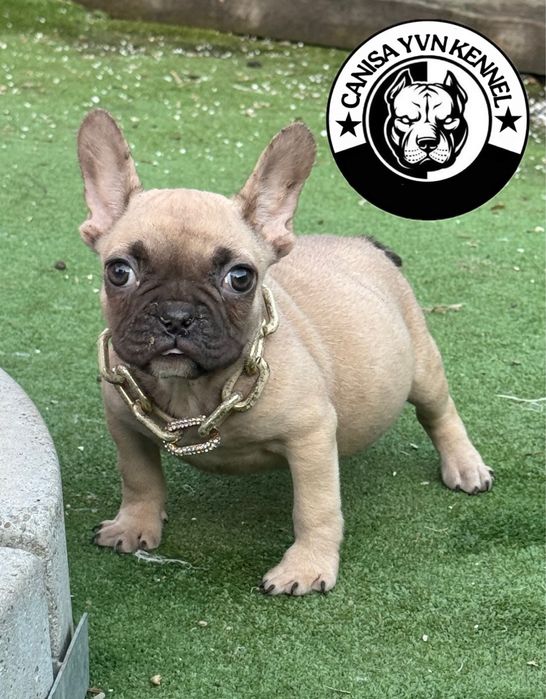 Femela buldog francez cu pedegree