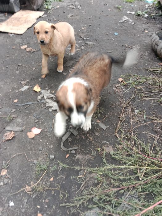 Отдам в добрые руки щенков