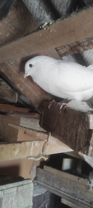 Продаются голуби