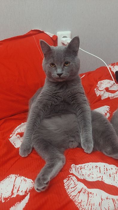 Отдам кота в добрые руки