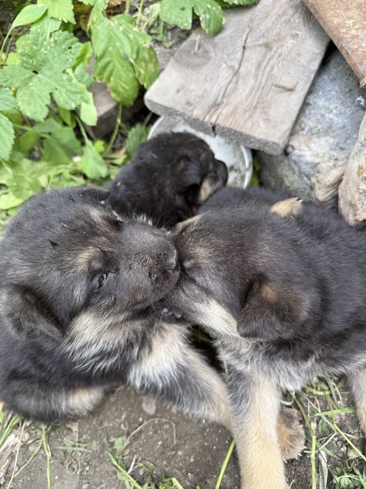 Продам щенков овчарки