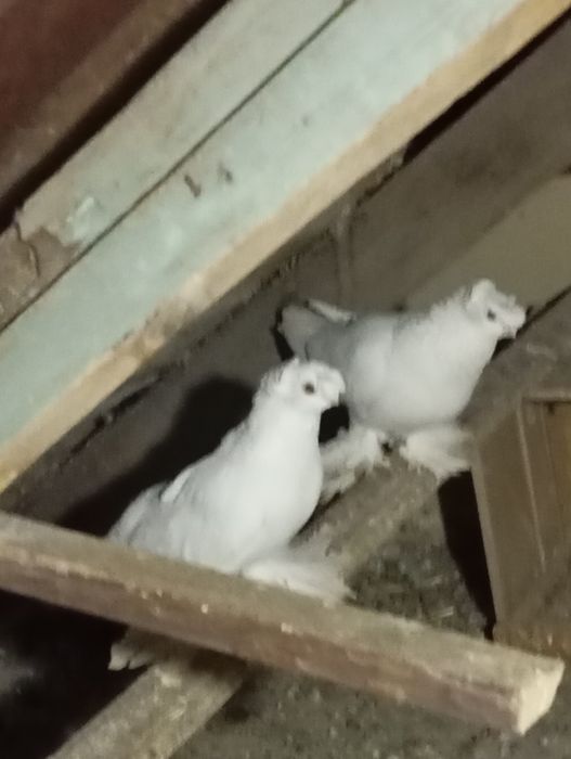 Продам голубей..