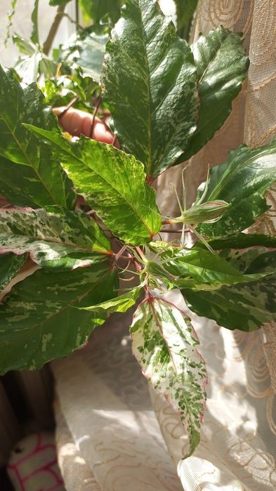 Гибискус китайская роза